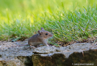 WOOD_LONG TAILD FIELD MOUSE (Apodemus sylvaticus)